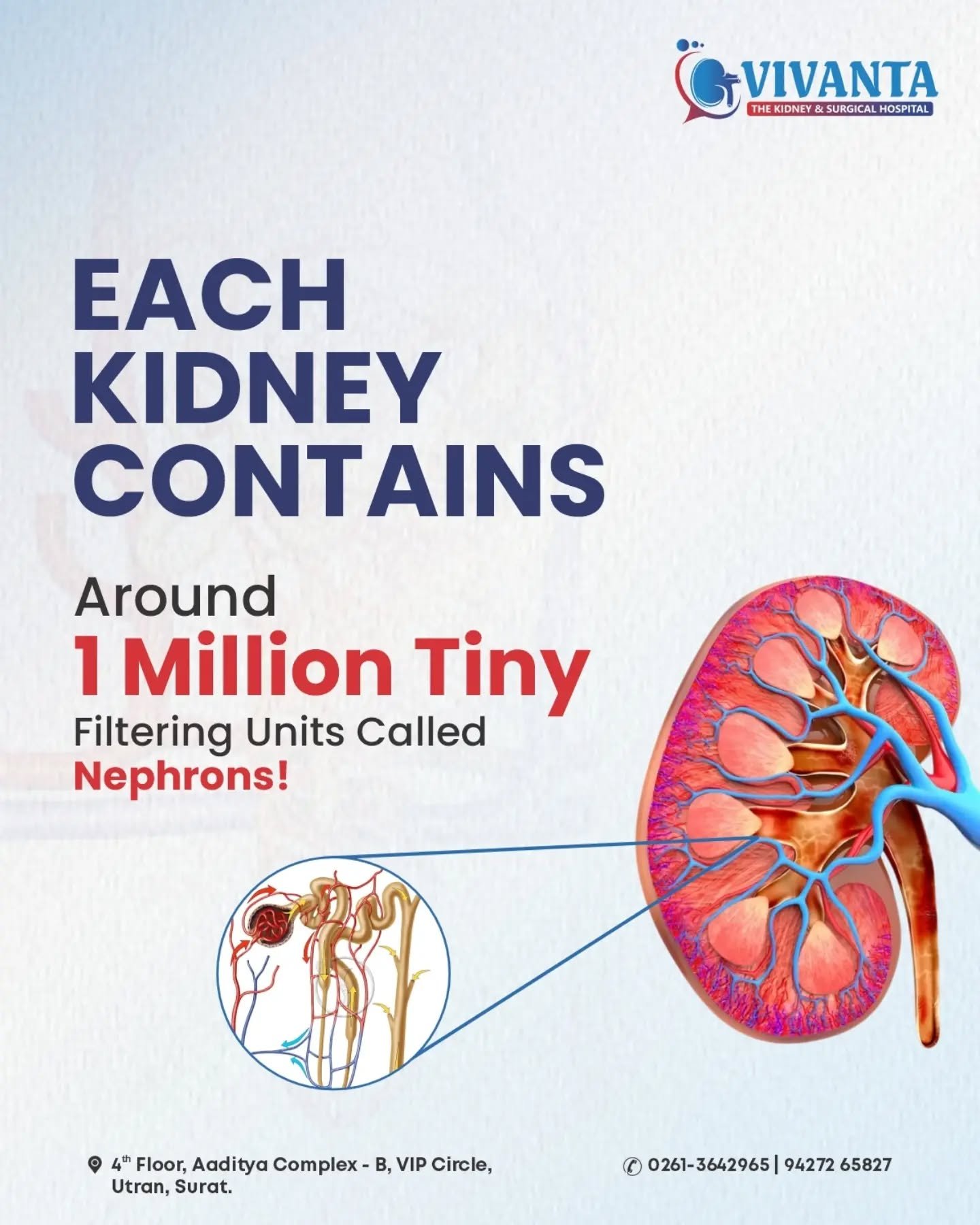 Your kidneys are more complex than you think😮

Each kidney contains around 1 million tiny filtering units called nephrons. These microscopic units help filter your blood, remove waste and maintain the right balance of water, salts and minerals in your body.

That means your kidneys are performing millions of tiny tasks every day, quietly working to keep your internal system balanced.

Take care of your kidneys before they ask for attention.
📍 4th Floor, Aaditya complex - B, VIP Circle, Utran, Surat. 

📞: 0261-3642965 | 94272 65827

[Kidney Health, Nephrons, Kidney Function, Kidney Care, Renal Health, Urology, Kidney Awareness, Kidney Disease]
